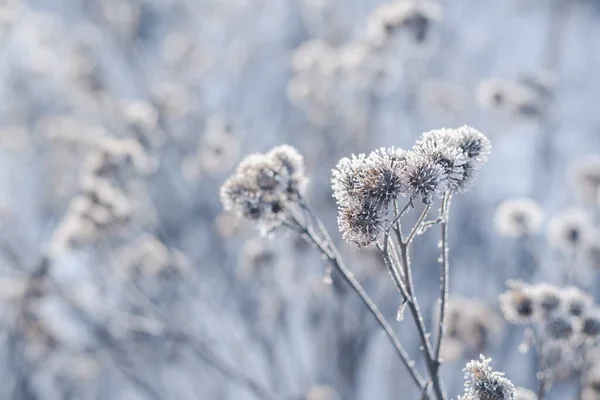 Dried Branch Burdock White Frost Morning Sunlight — Foto Stock