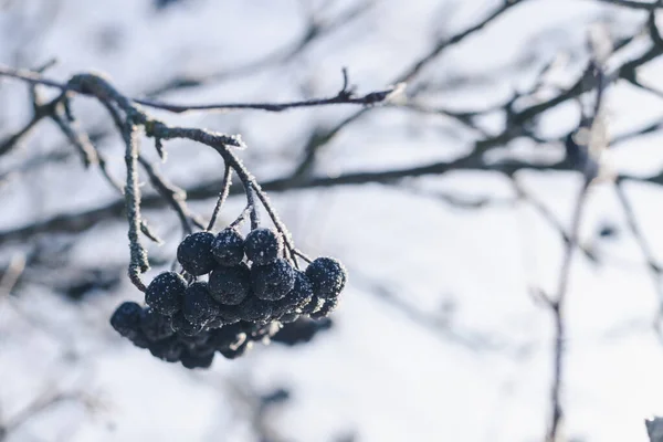 Black Rowan Berries Covered Crystals Frost — Fotografia de Stock