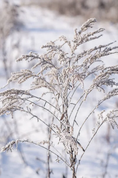 Sušená Rostlina Větev Bílým Křišťálovým Mrazem Zblízka Selektivní Zaostření — Stock fotografie