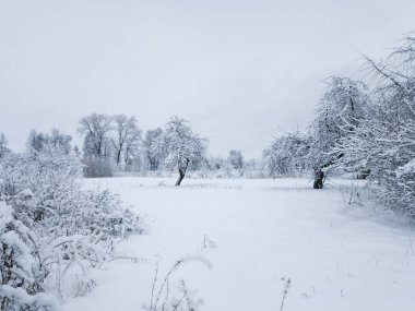 Kış manzarası. Tüylü karla kaplı çayır ve ağaçlar
