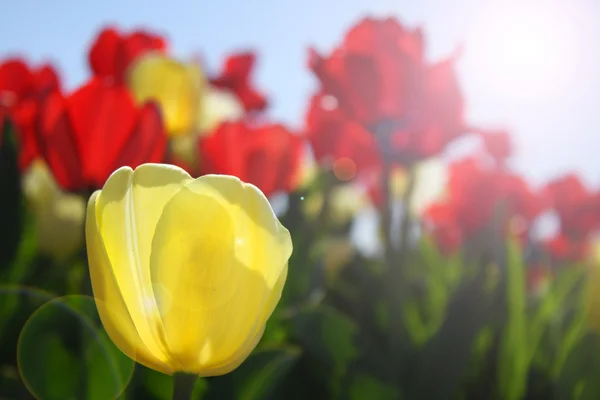 Beautiful spring flowers — Stock Photo, Image