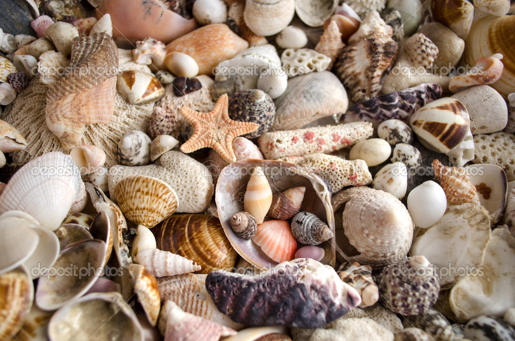 seashell collection stock photo phoenix_art_21 19607977 seashell collection