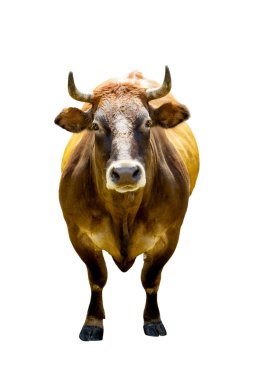 Vooraanzicht van bruin koe geïsoleerd