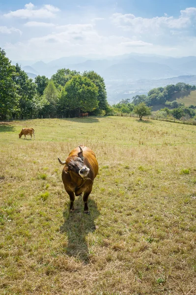 Vacche brune che pascolano su un prato — Foto Stock