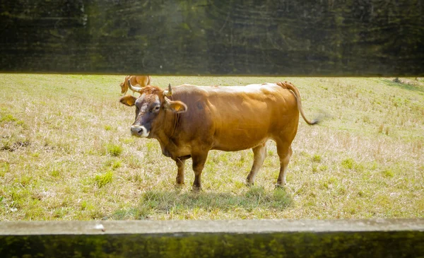 Brown cows grazing on a meadow behind a fence — Stock Photo, Image