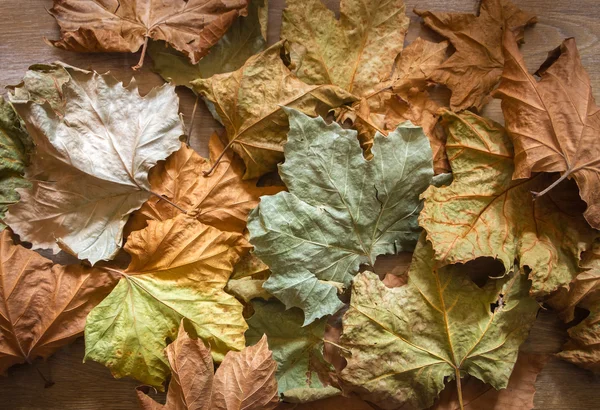 Autumn leaves background — Stock Photo, Image