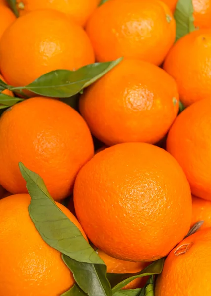采集的新鲜可口的巴伦西亚橘子 — 图库照片