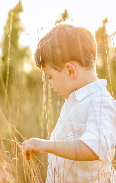Kid in field playing with spikes at summer sunset — Stock Photo, Image