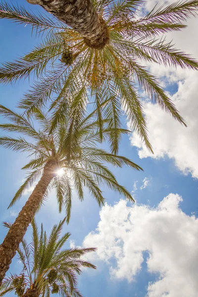 Tropical background of palm trees over a blue sky — Stock Photo, Image