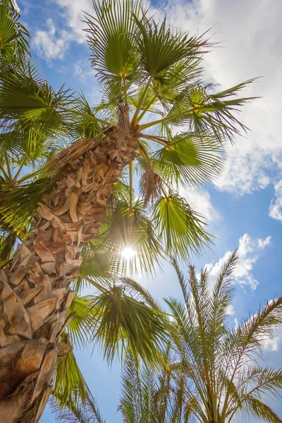 Tropical background of palm trees over a blue sky — Stock Photo, Image