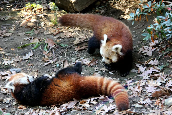 Röd panda på bronx zoo — Stockfoto