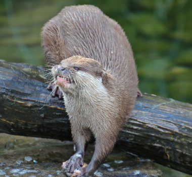 nehir su samuru yemek