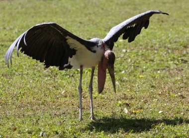 Marabou leylek Afrika