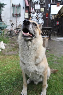 Wolf dog