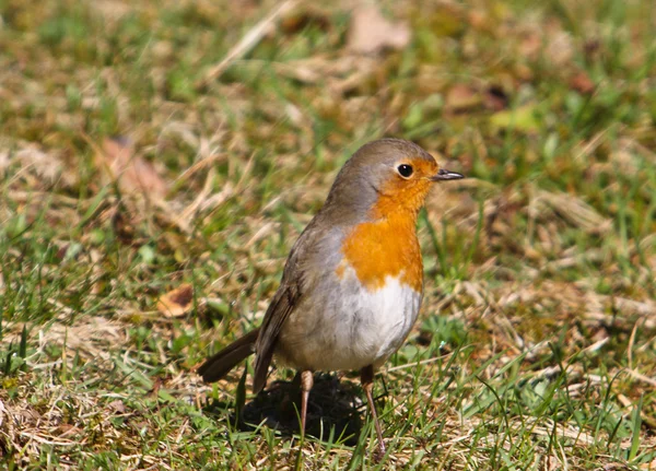 Prairie de Sittelle d'oiseau — Photo