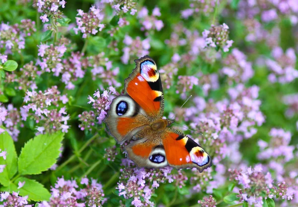 Butterfly peacock — Stock Photo, Image