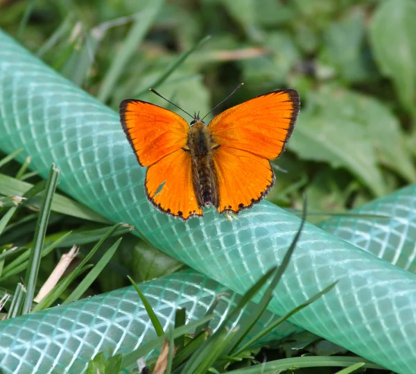 Borboleta babocka laranja — Fotografia de Stock