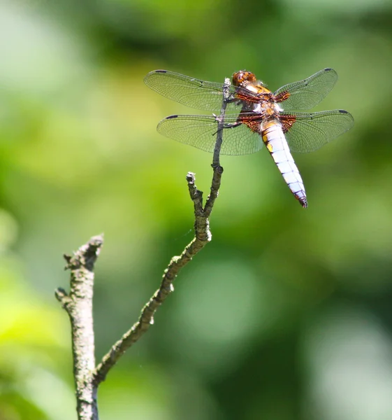 Yellowish dragonfly — Stock Photo, Image