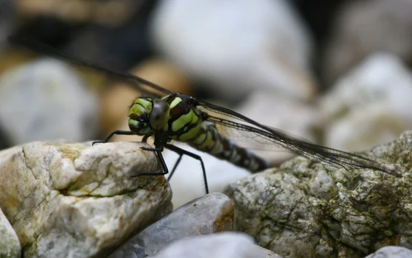 Blue dragonfly stone — Stock Photo, Image