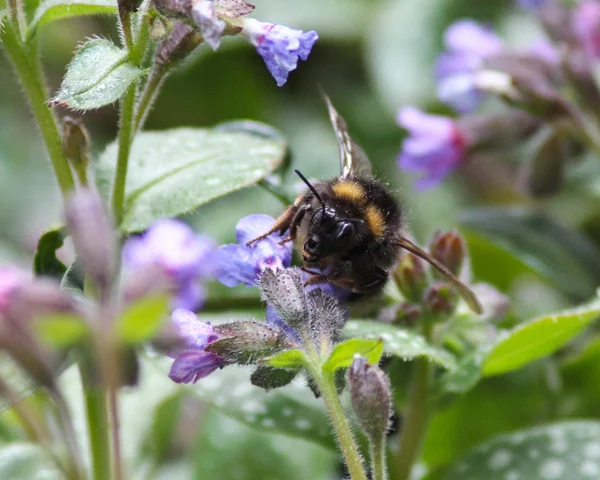Bumble-abelha na flor — Fotografia de Stock