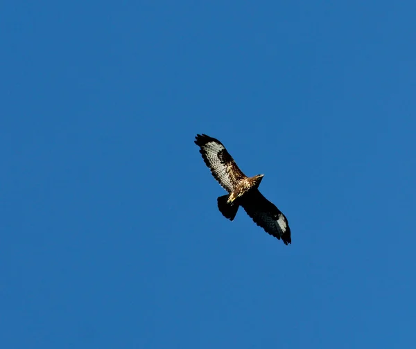 Buzzard in flight — Stock Photo, Image