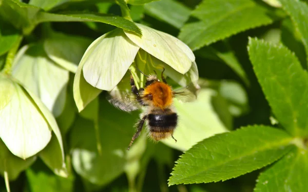 Bumble-bee on the flower — Stock Photo, Image