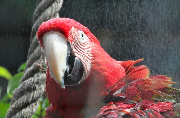 Papegoja ara röd Stockbild