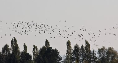 Kuş Uçuş