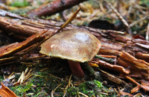 Pilze mit einem trockenen Blatt — Stockfoto