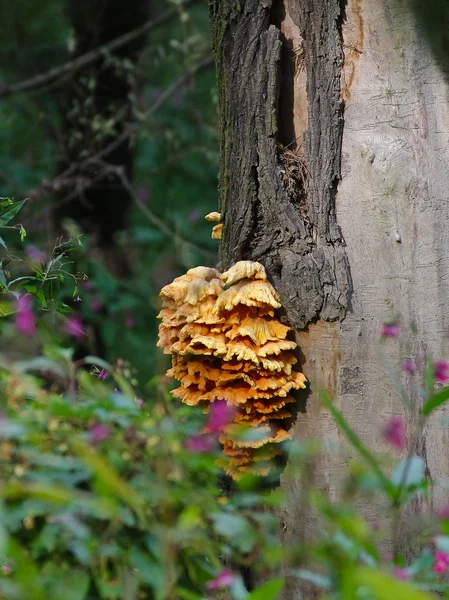 Grand arbre à champignons plat — Photo