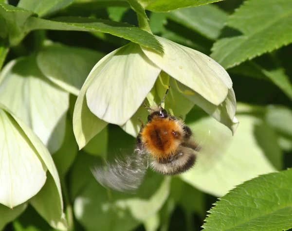 Bumble em voo — Fotografia de Stock