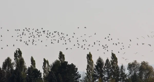 Vögel im Flug Stockfoto