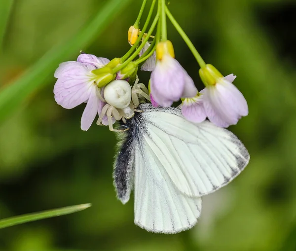 Borboleta de aranha de caranguejo — Fotografia de Stock