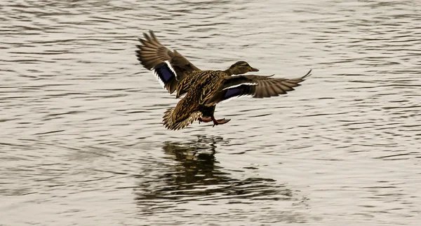 Stockentenflug Stockbild