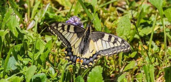 Macaão Papilio — Fotografia de Stock