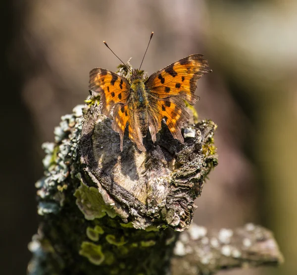 Polygonia c-album — Stock Photo, Image