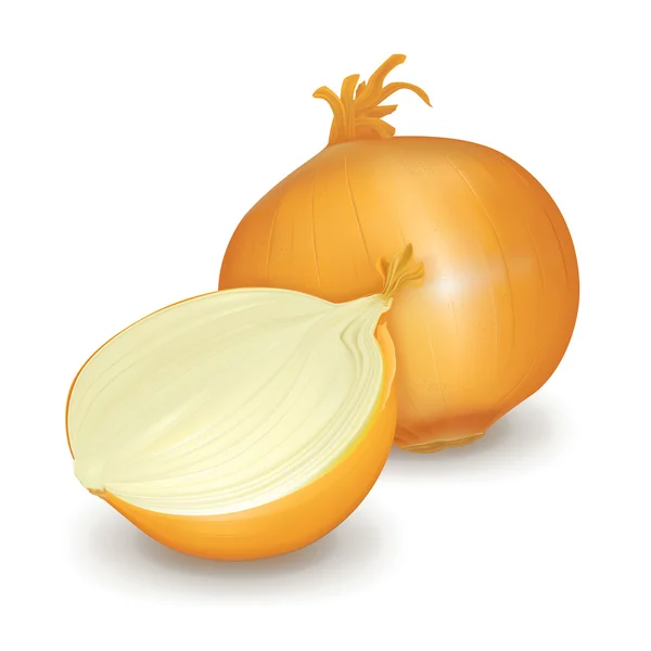 Cebolla, vector — Vector de stock