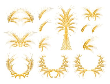 tasarım öğeleri ile buğday ayarla, vektör