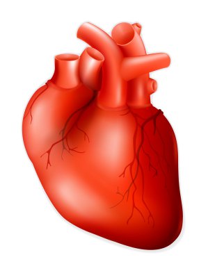 Human heart, eps10 clipart
