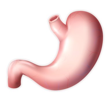Human stomach, eps10 clipart
