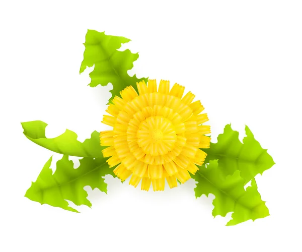 Yellow Dandelion, 10eps — Stock Vector