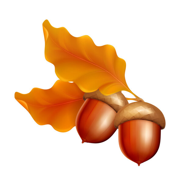 Acorns, vector