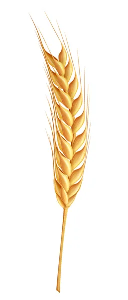 ᐈ Wheat stock vectors, Royalty Free wheat illustrations | download on