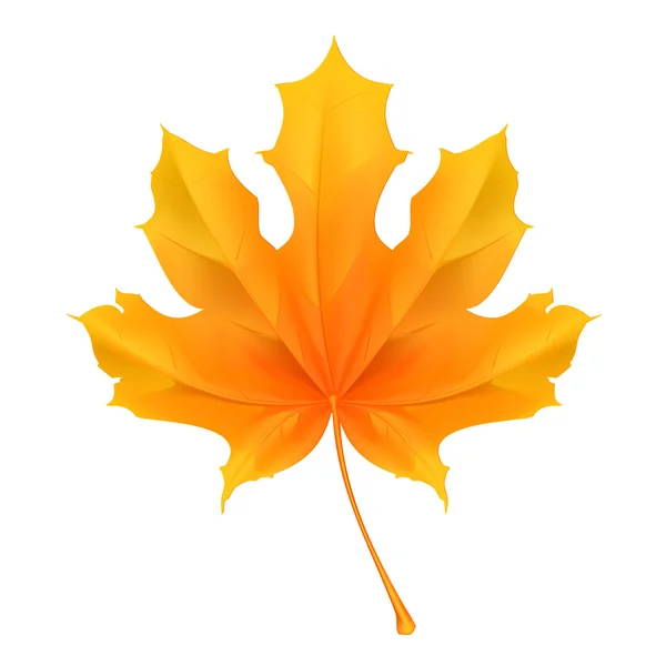 Maple leaf, vector — Stock Vector