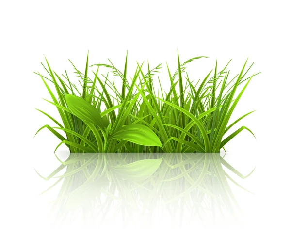 Groen gras — Stockvector