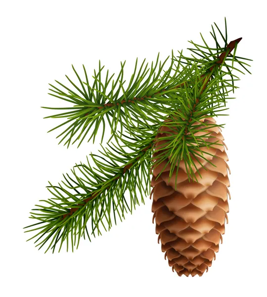 Pine cone with branch — Stock Vector