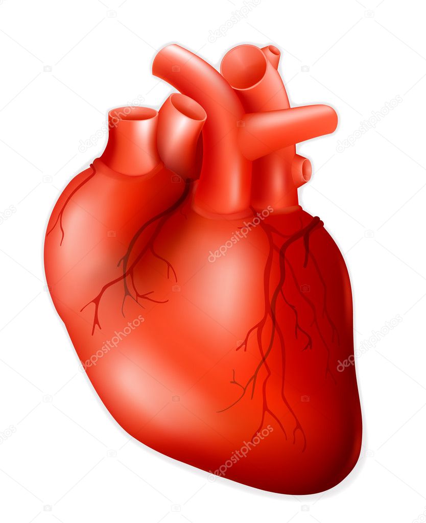 Human heart, eps10 — Stock Vector © natis76 #12820588