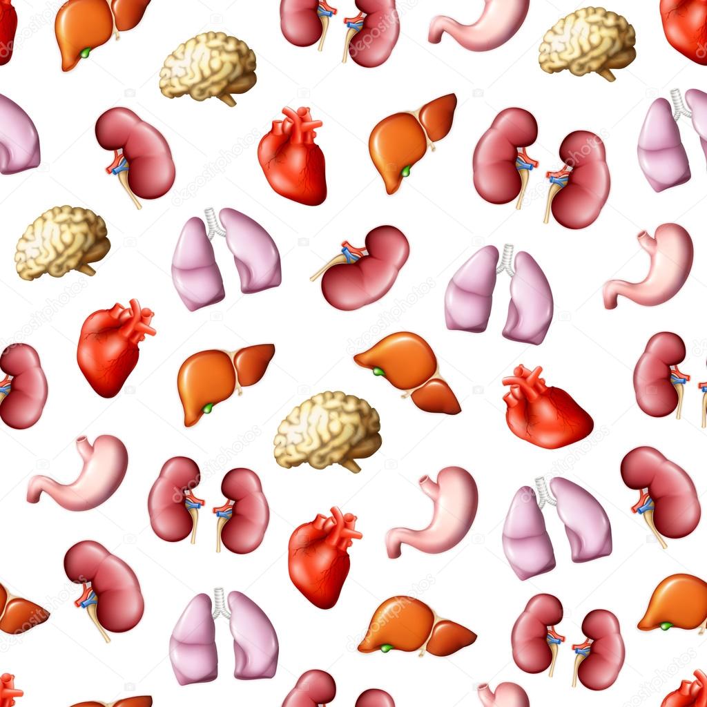 Internal human organs, seamless pattern eps10