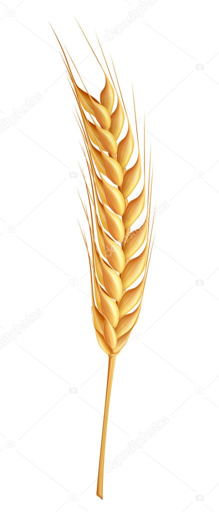 Wheat, vector
