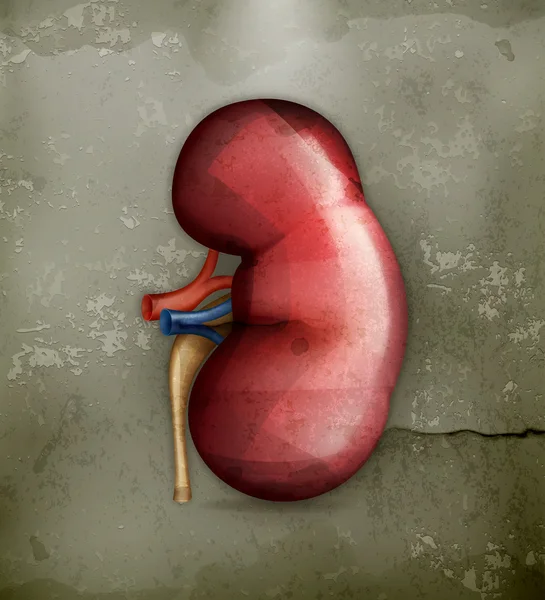 ヒトの腎臓、古い形のベクター — ストックベクタ